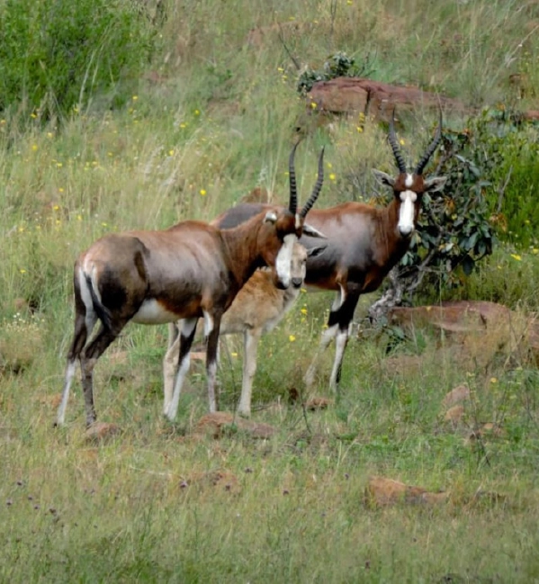 breeding 06